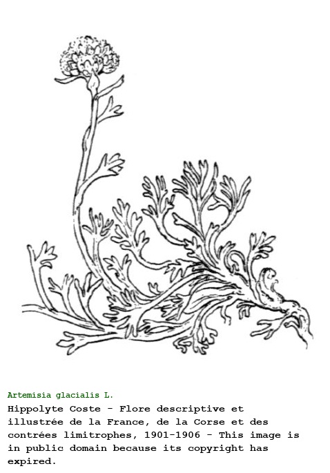 Artemisia glacialis L.